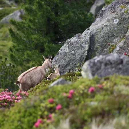 Aparthaus Aktiv Neustift im Stubaital